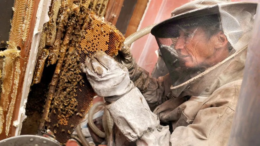 Close up of honeybee representing live bee removal