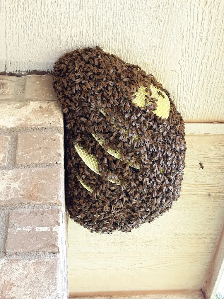 Honeycomb and bees for live bee removal