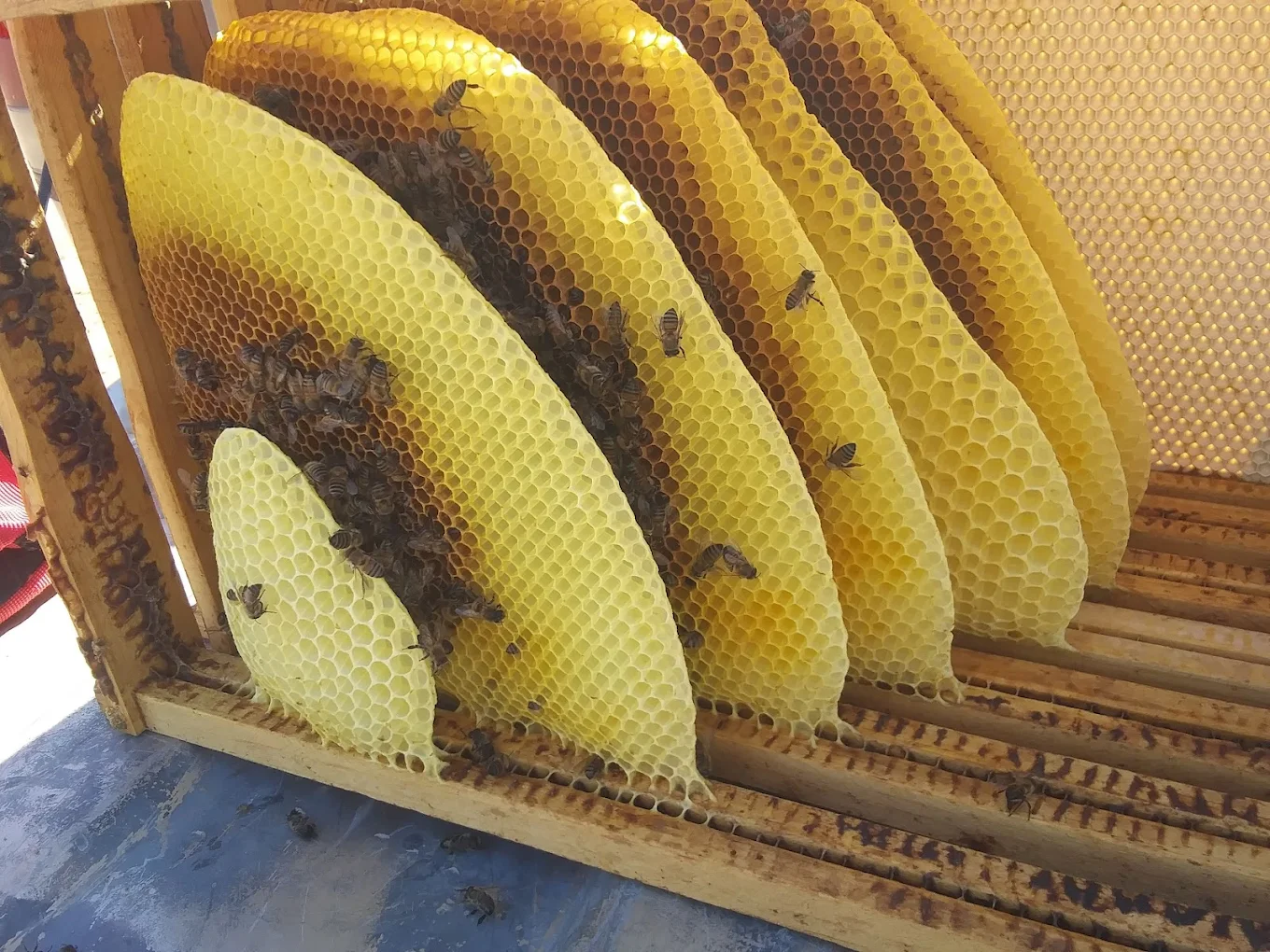 Stinging insect closeup for wasp and bee control