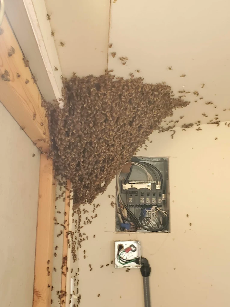 Honeycomb bee removal visual