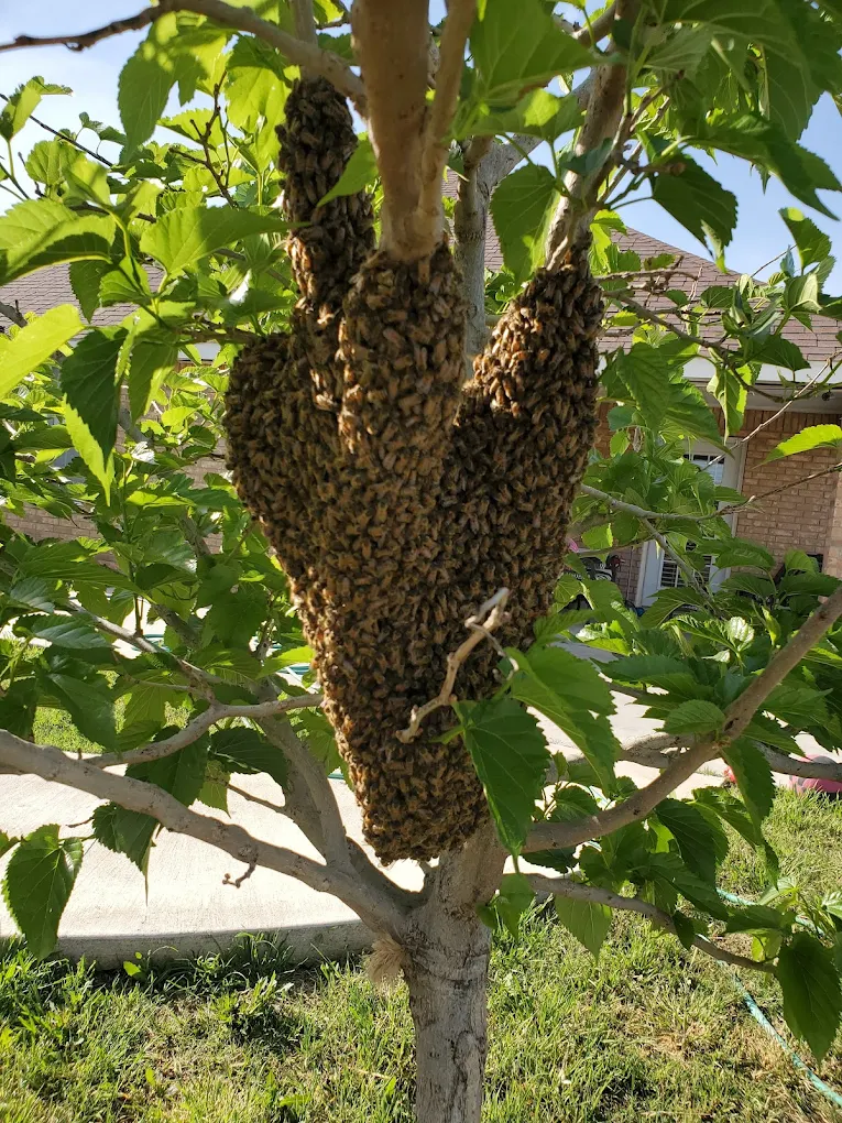 Bee removal work photo