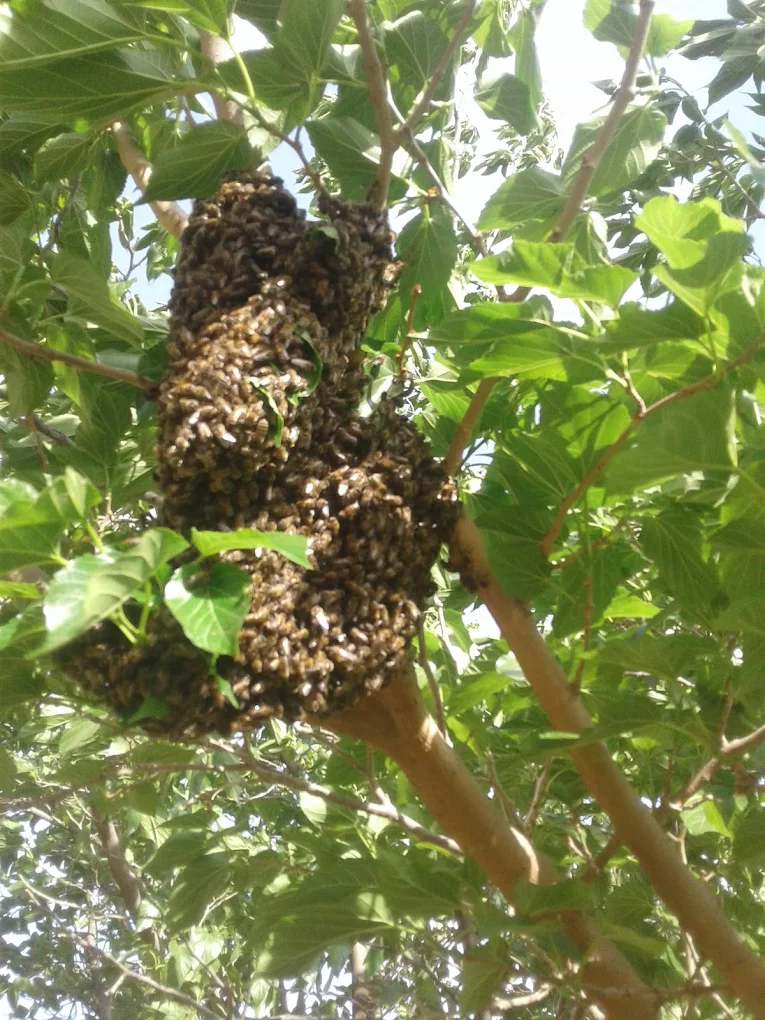 Honeycomb and hive removal