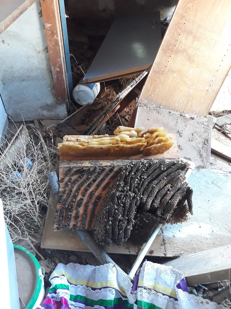 Technician bee removal photo