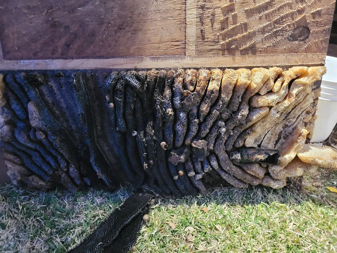 Bee nest removal photo