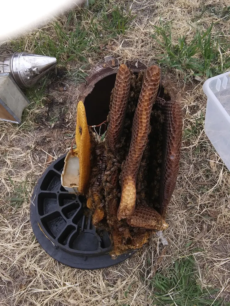 Exterior pest service photo
