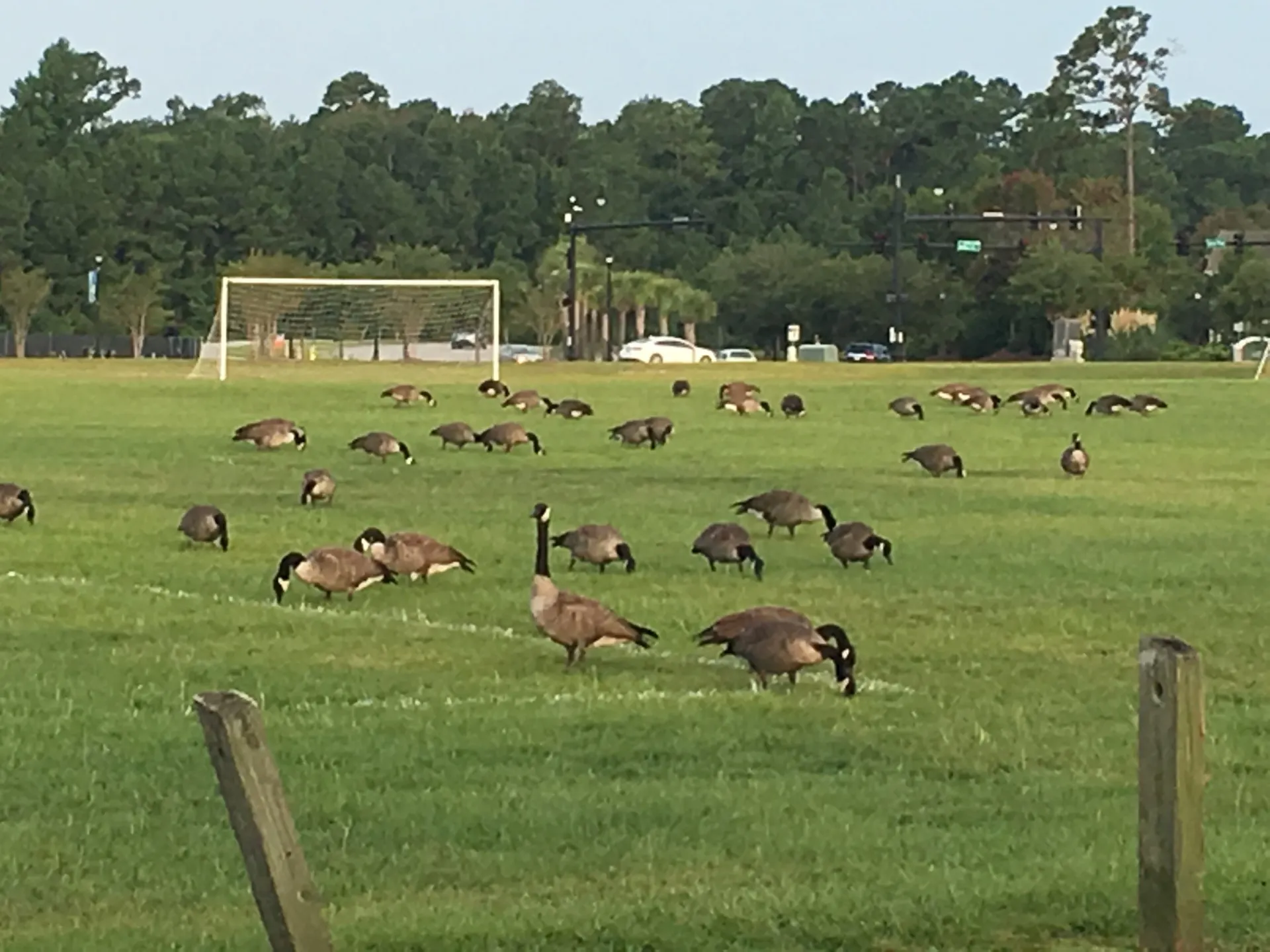 Geese on property walkway