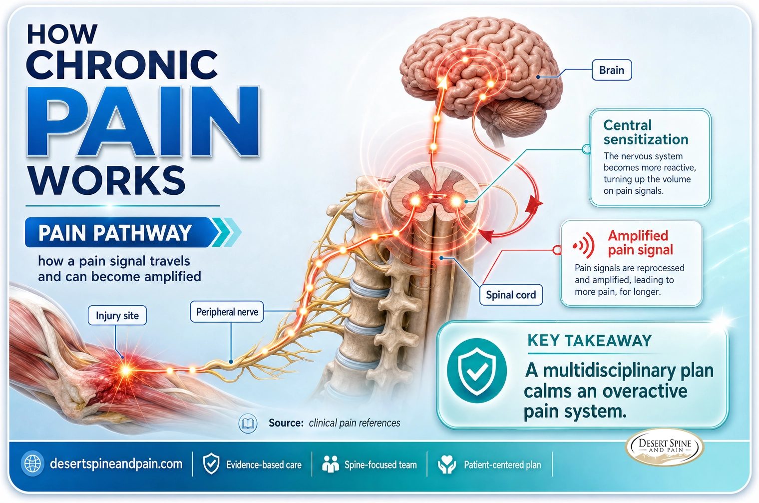 Chronic pain: the pain signal travels from the injury along the nerve to the spinal cord and brain, and can become amplified
