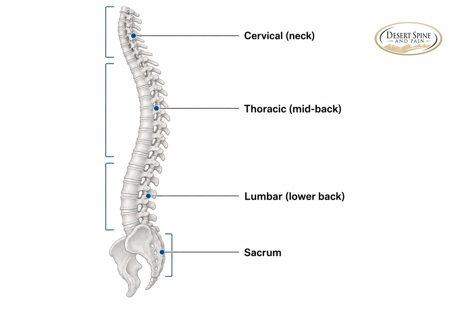 Full spine diagram labeling the cervical, thoracic, and lumbar regions and the sacrum