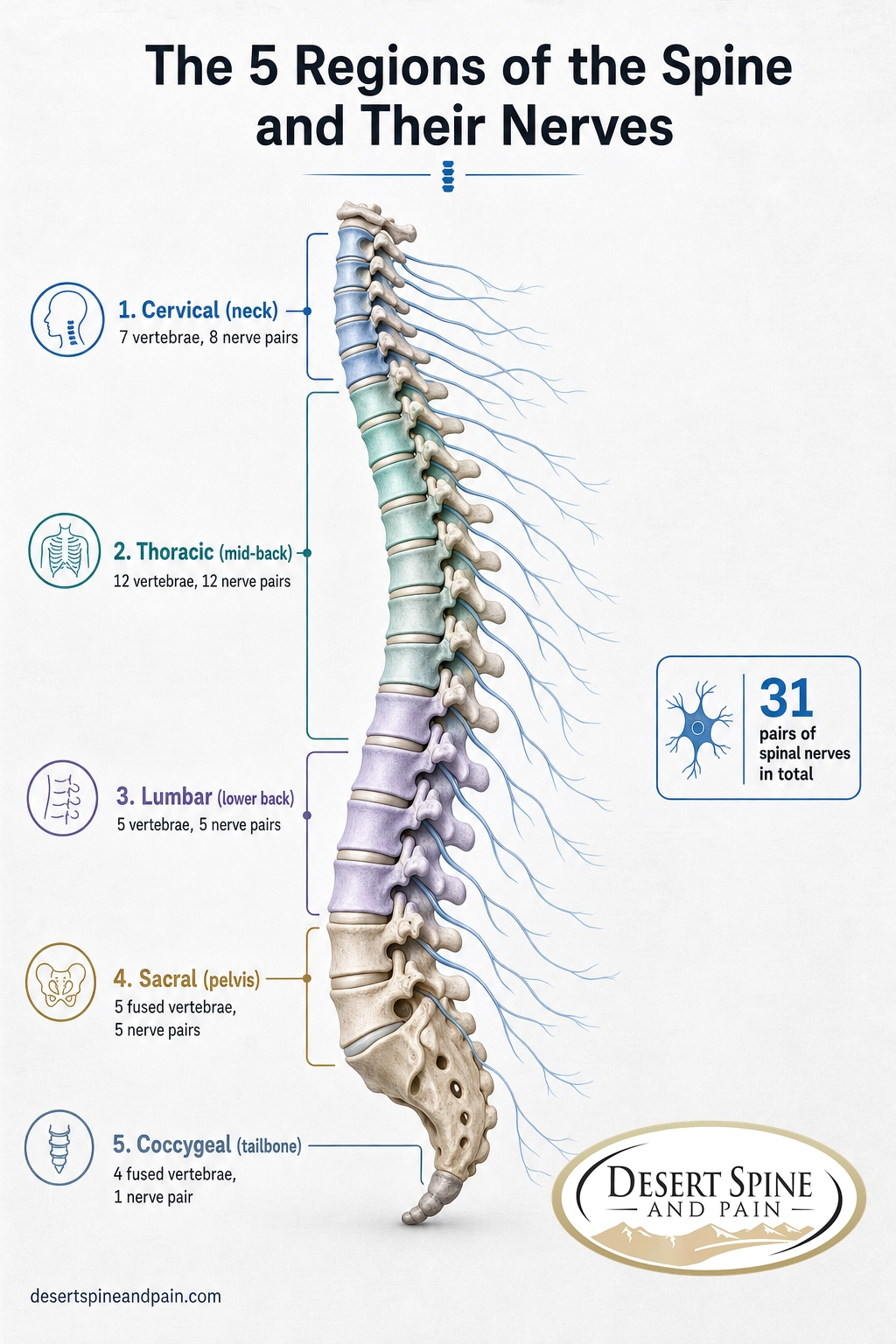 Diagram of the cervical, thoracic, lumbar, sacral, and coccygeal spine regions with vertebrae and nerve pair counts