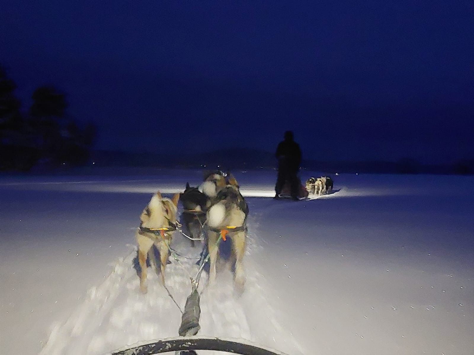 Huskytocht van 2,5 uur