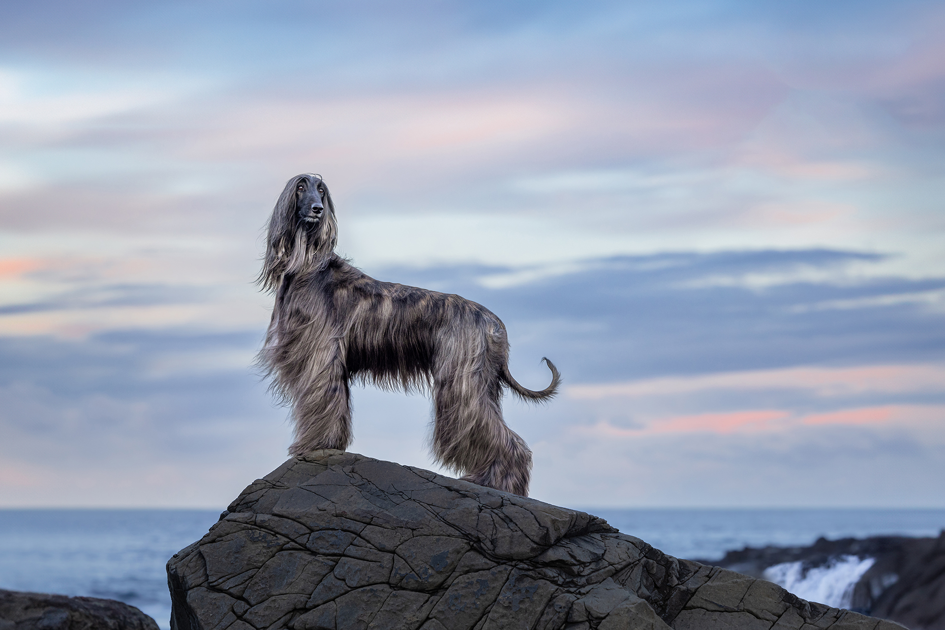 Wollongong outdoor Afghan Hound photographer