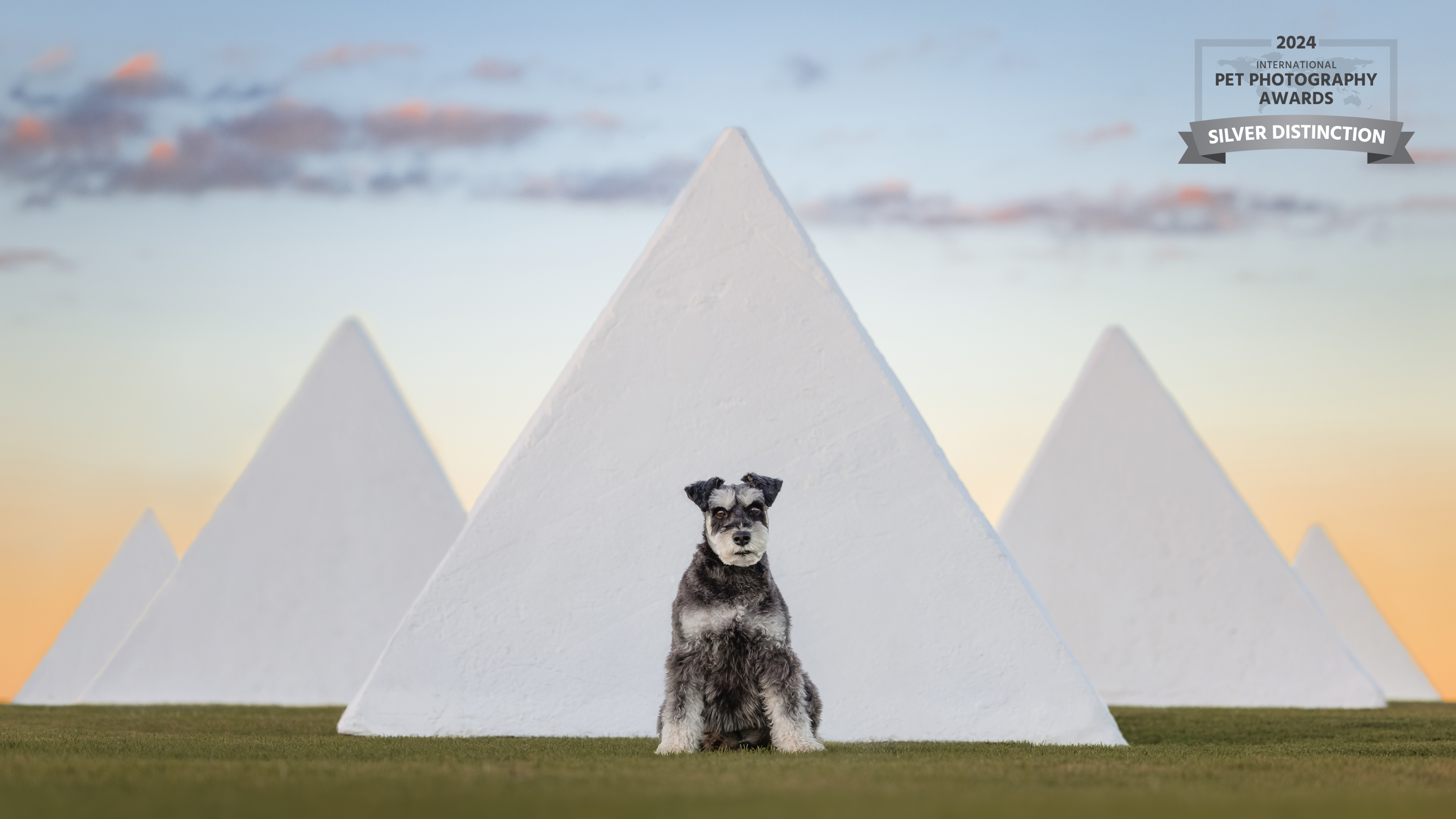 Sydney studio pet photographer