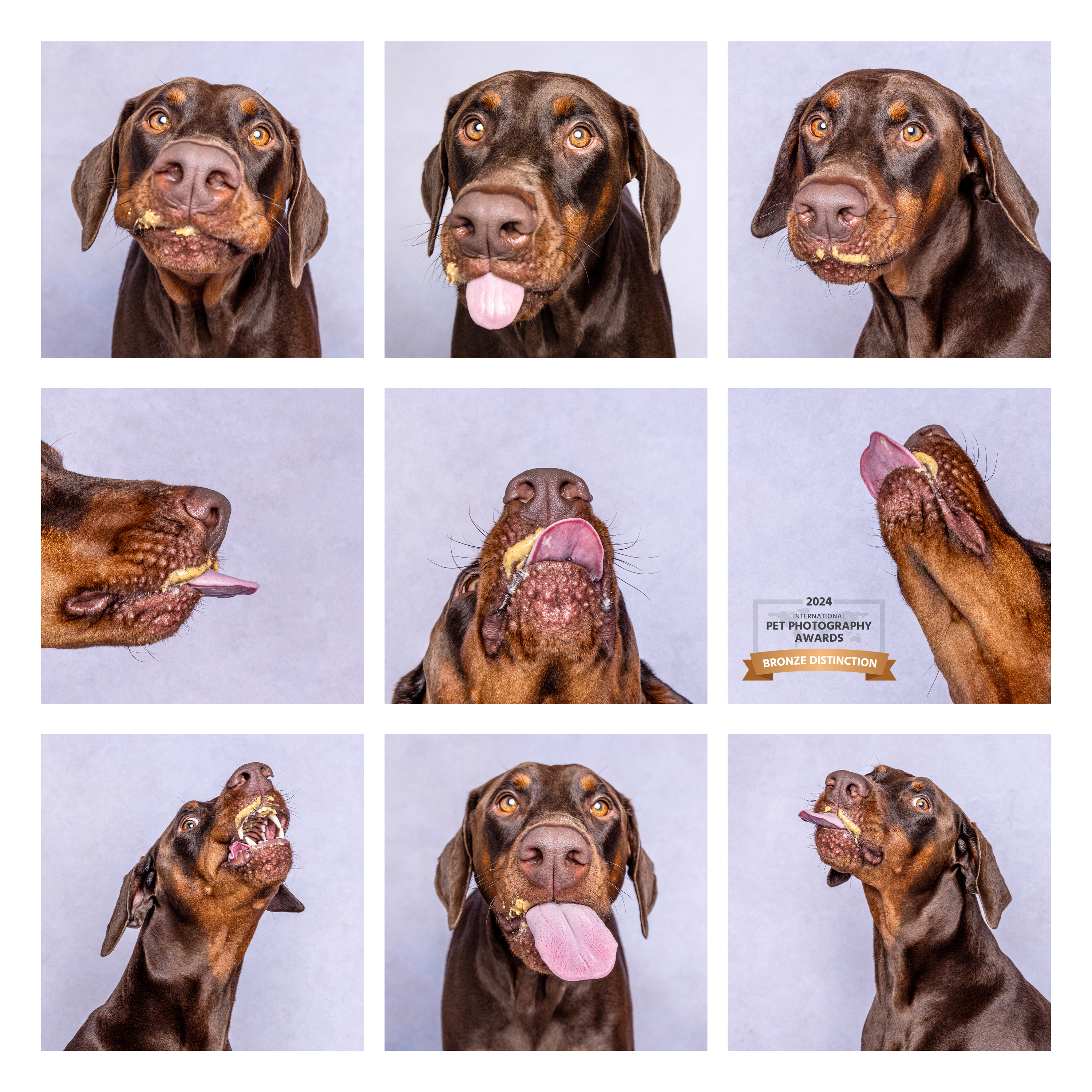 South West Sydney animal photographer