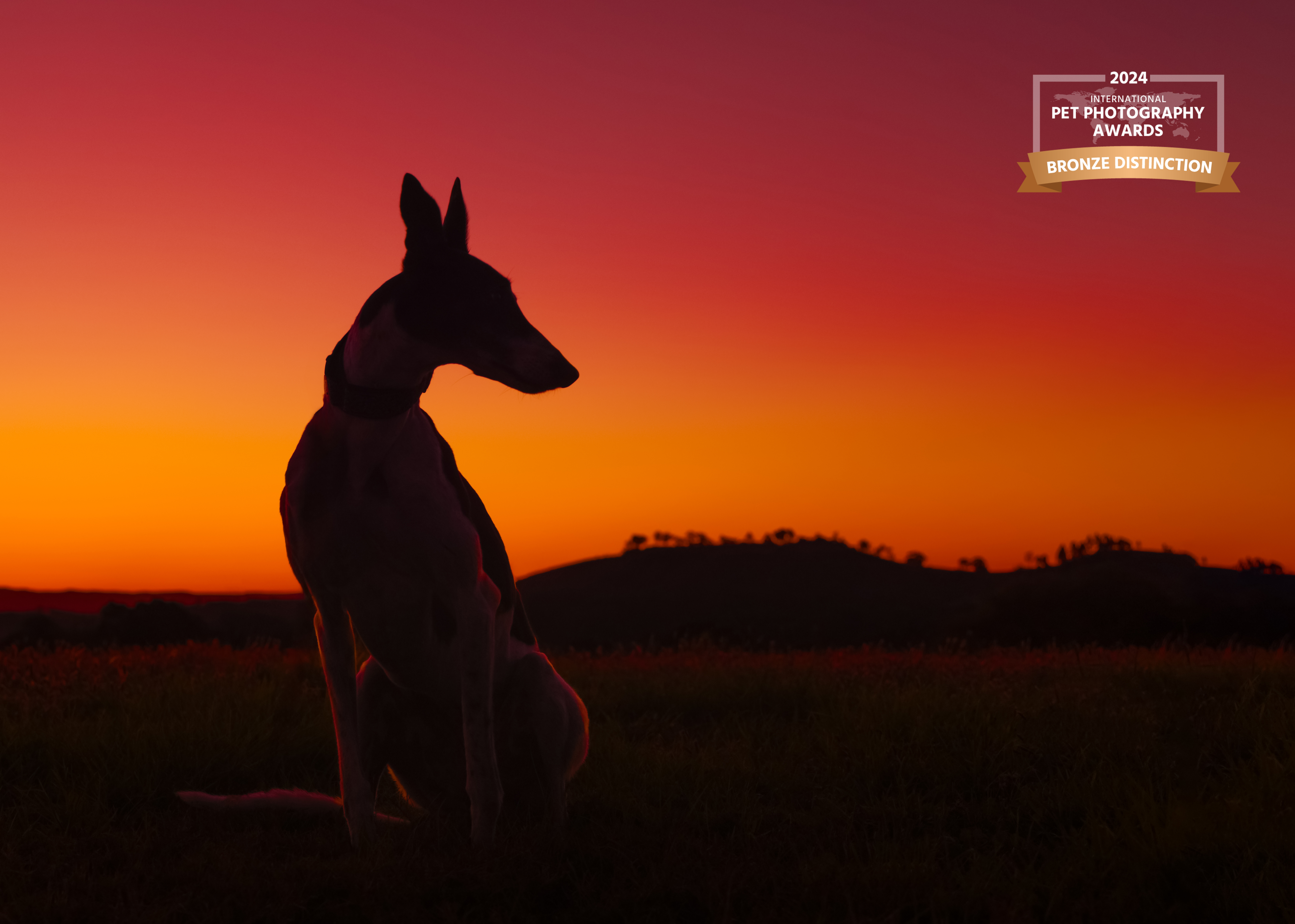 South West Sydney pet photography