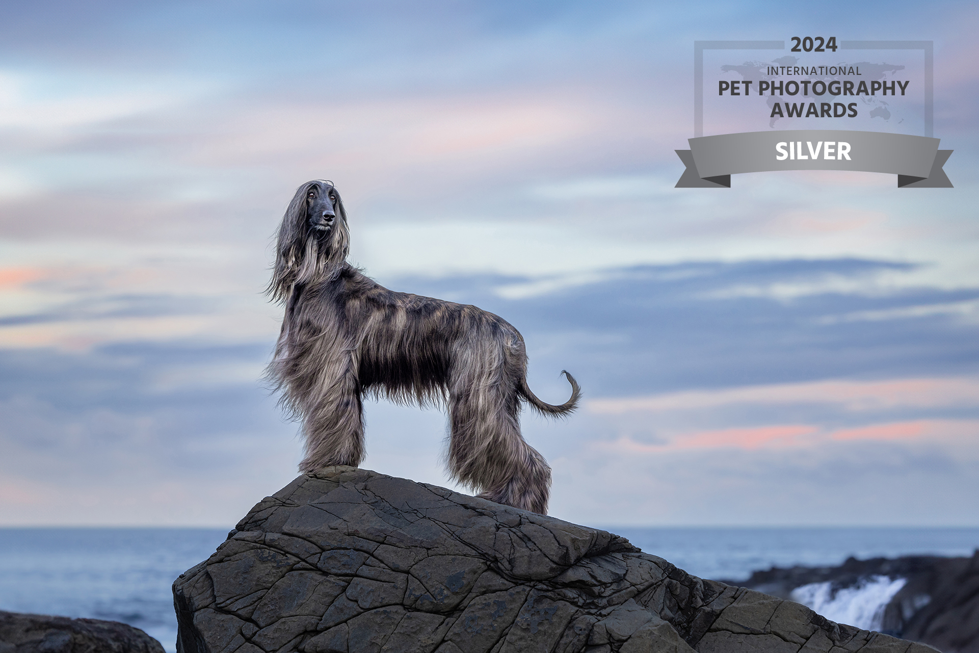Outdoor pet photography Sydney