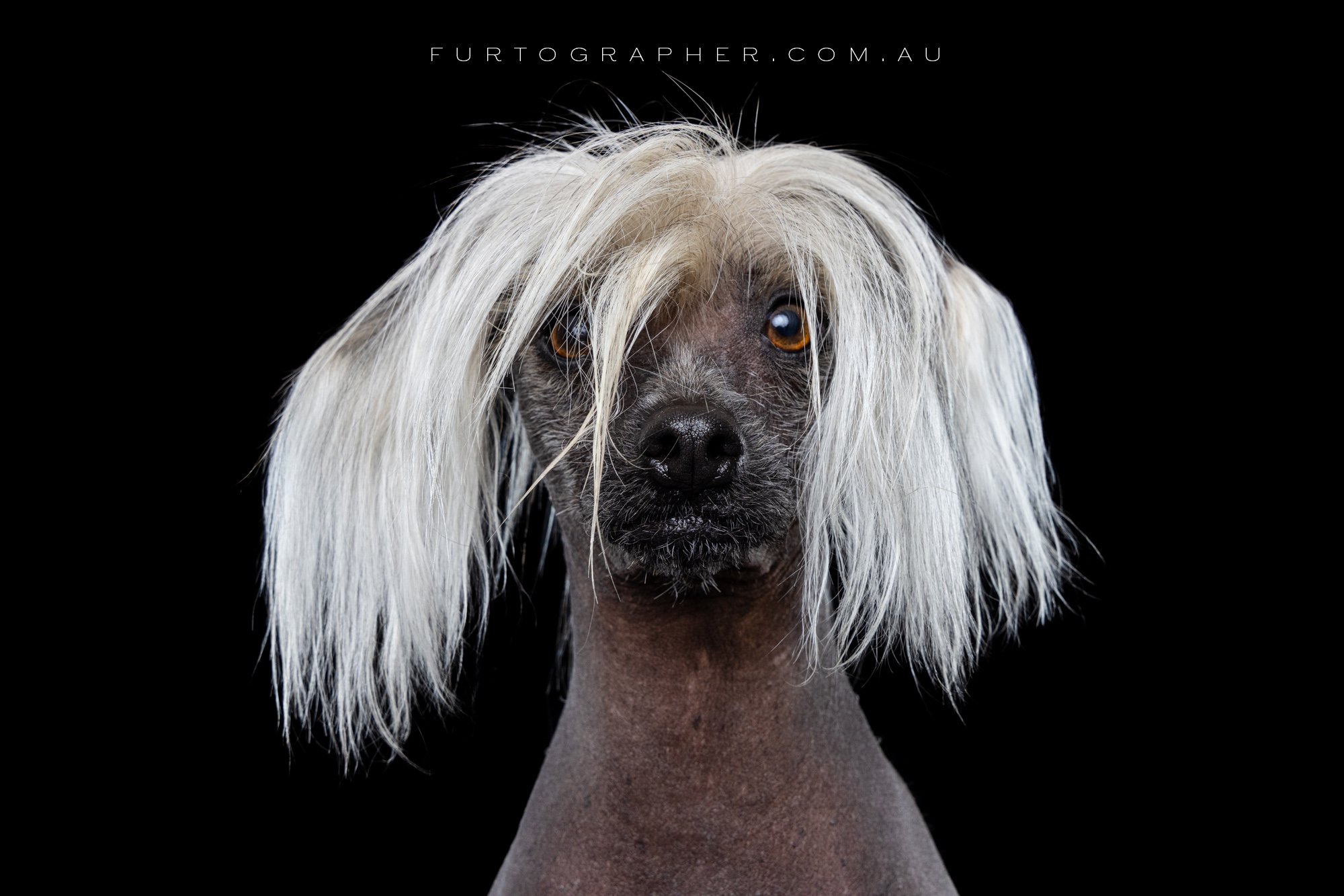 Studio pet photography Campbelltown