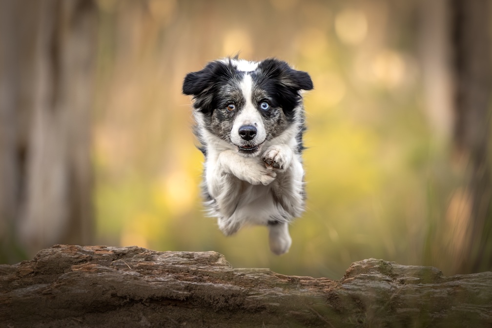 Outdoor dog photography Wollongong