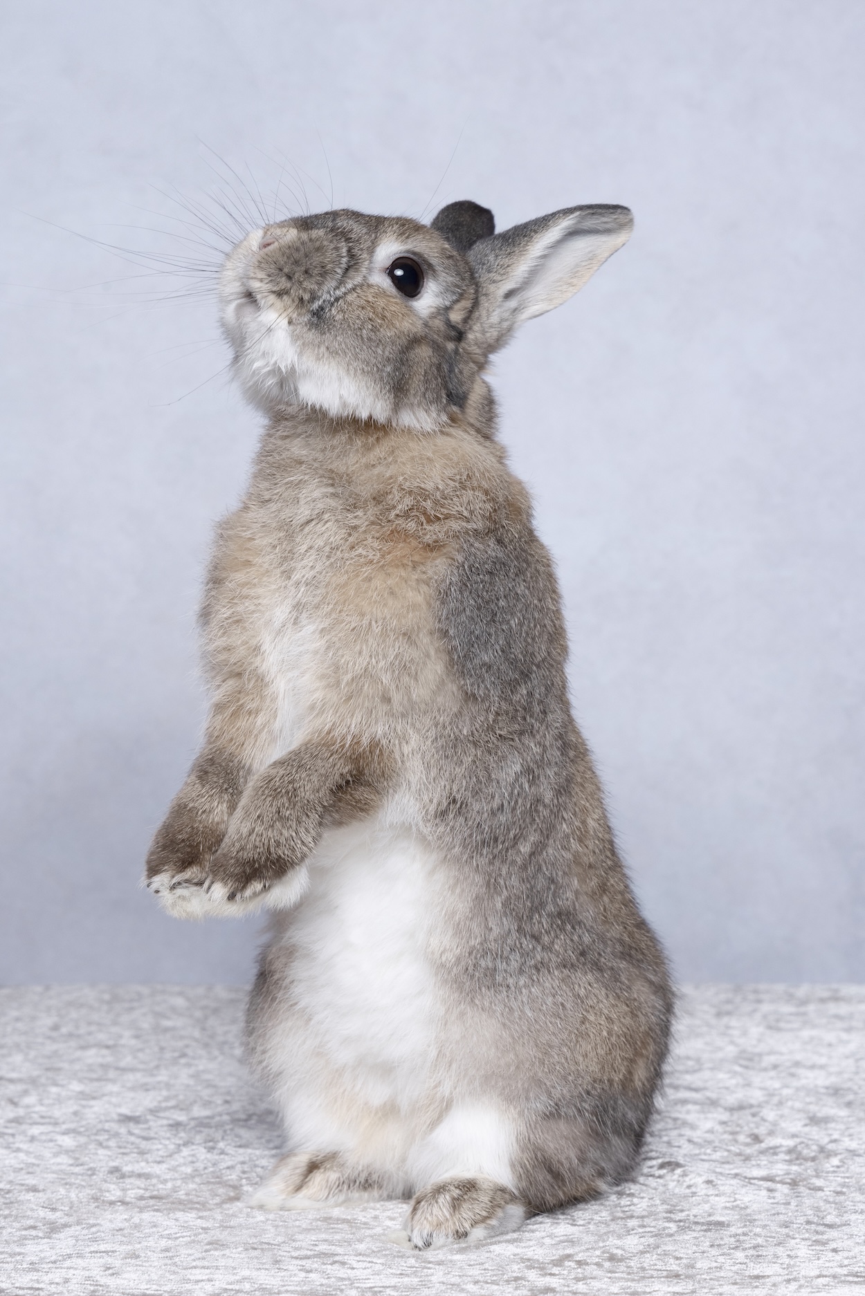 South West Sydney outdoor pet photographer