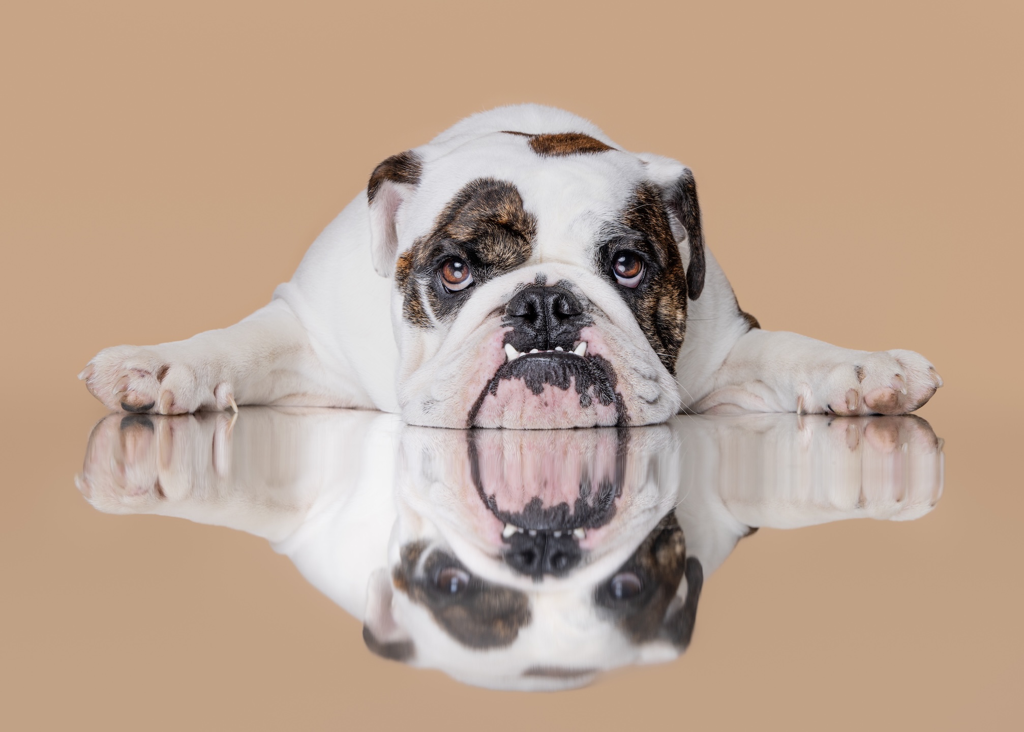 Sydney Bulldog studio pet photographer