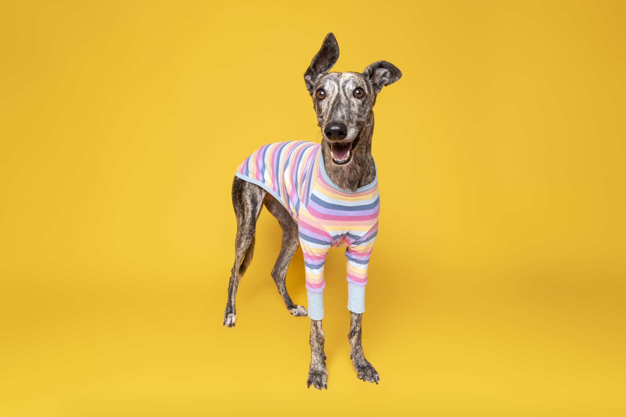 Pet photographer Southern Highlands