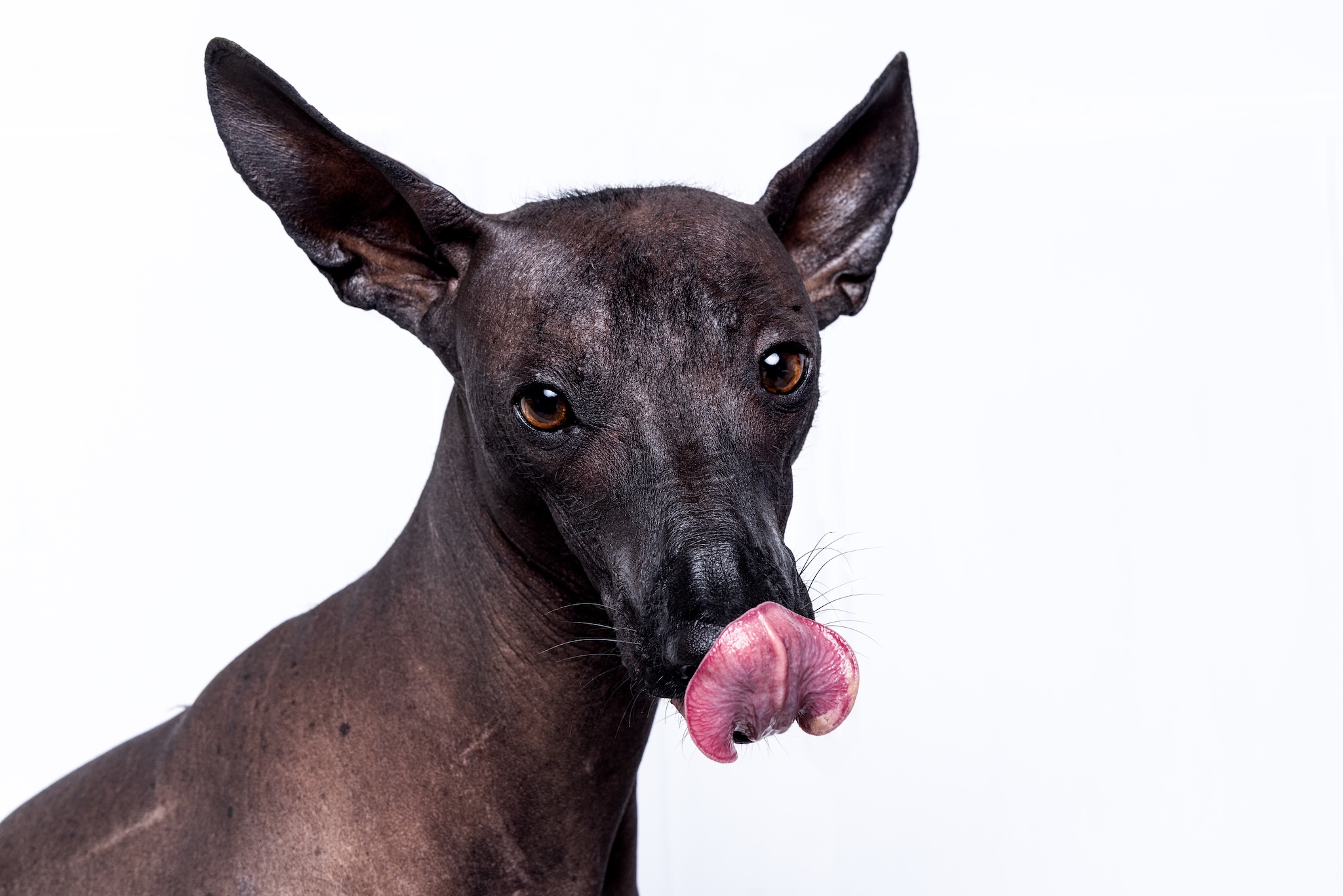 Campbelltown studio pet photography