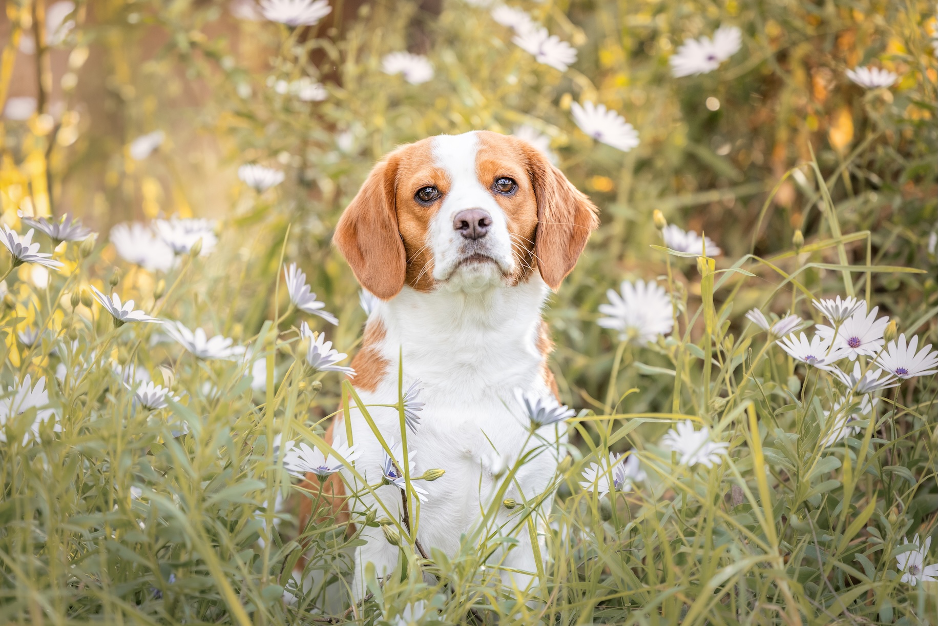 Sydney pet photography studio