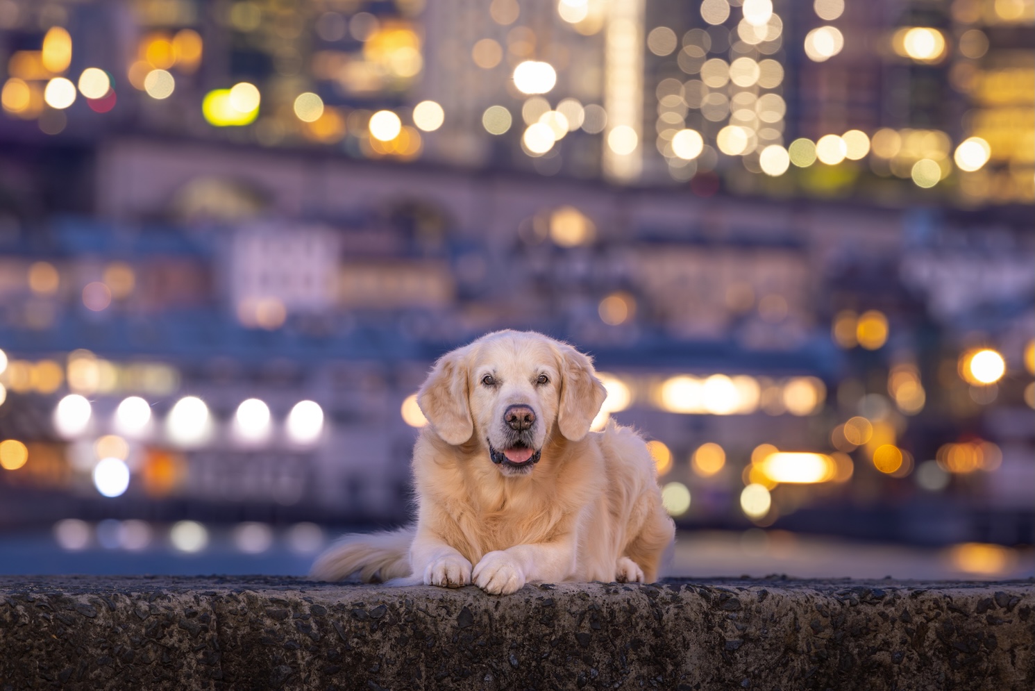 Outdoor pet photography Illawarra