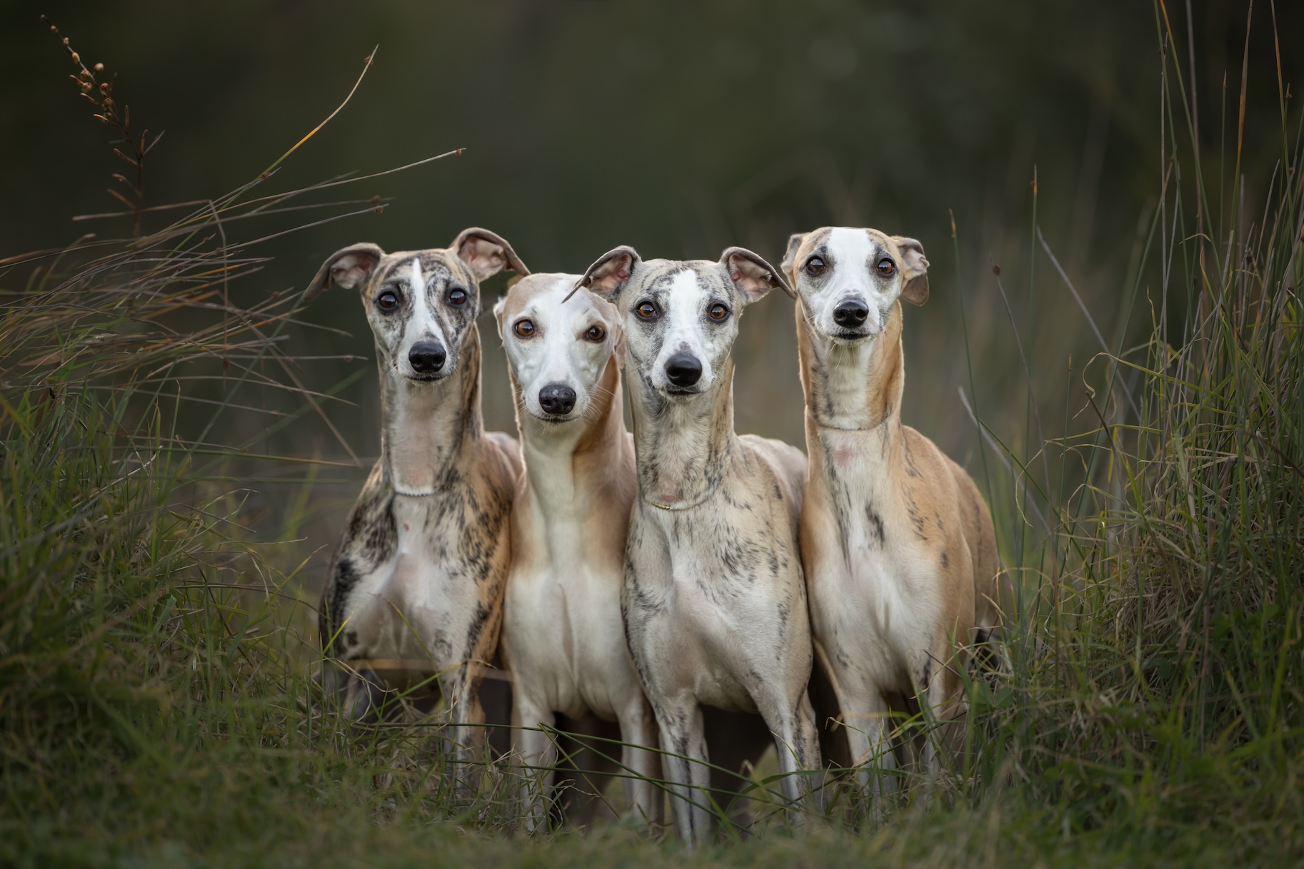 Southern Highlands Whippet outdoor pet photographer