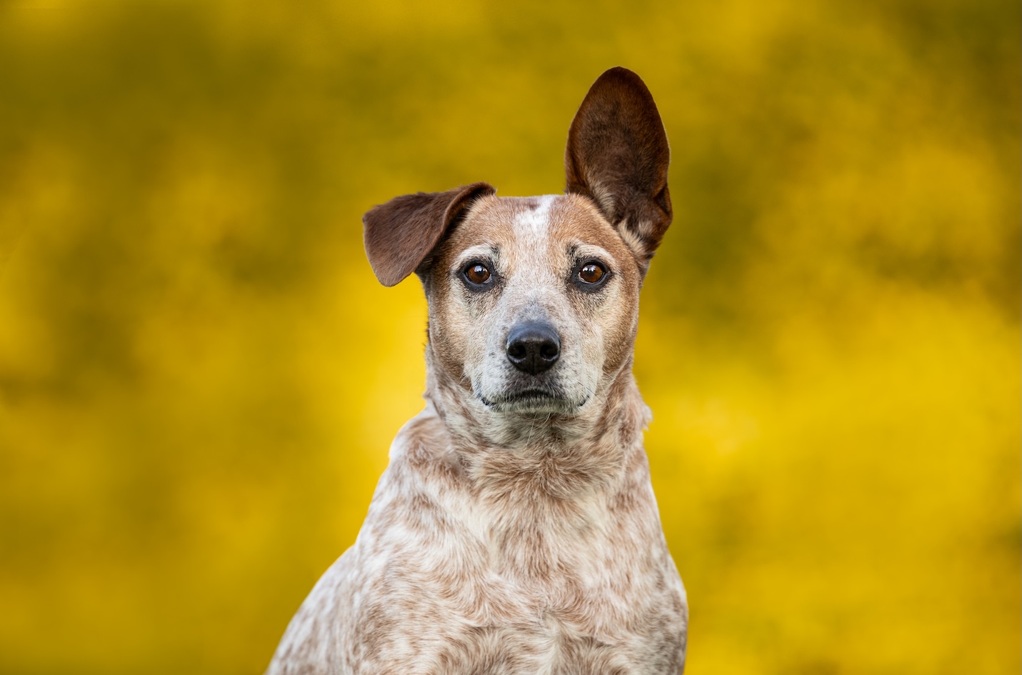 Southern Highlands dog photographer