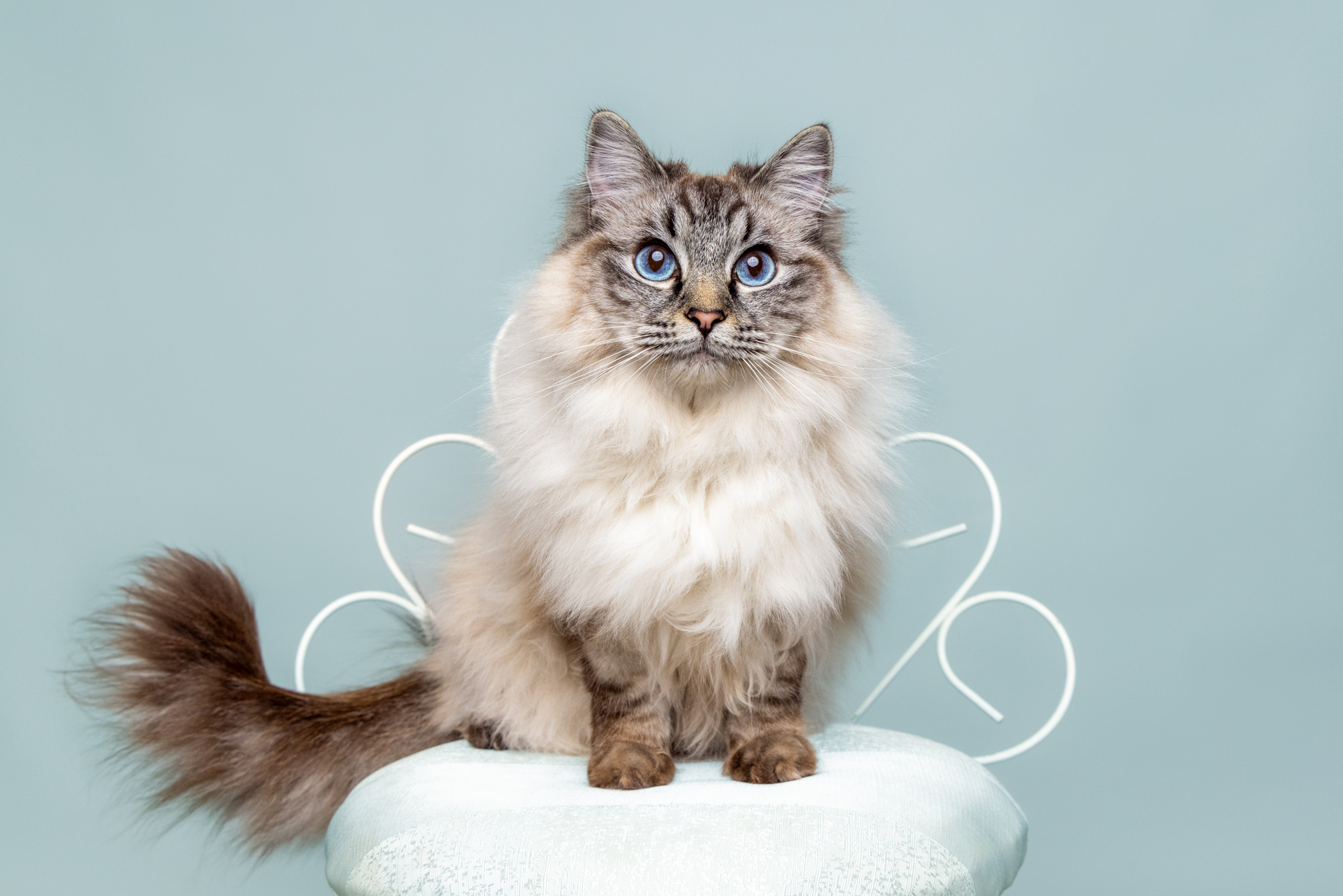 South West Sydney studio cat photographer
