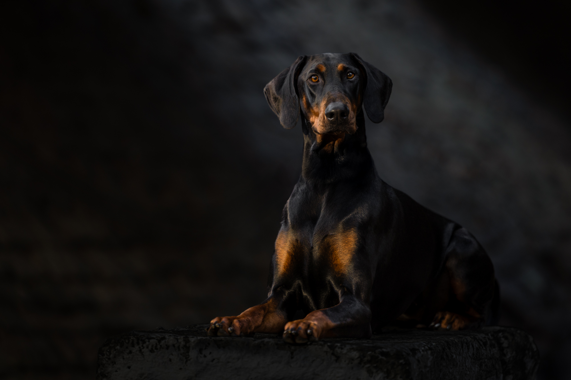 Wollongong outdoor dog photographer