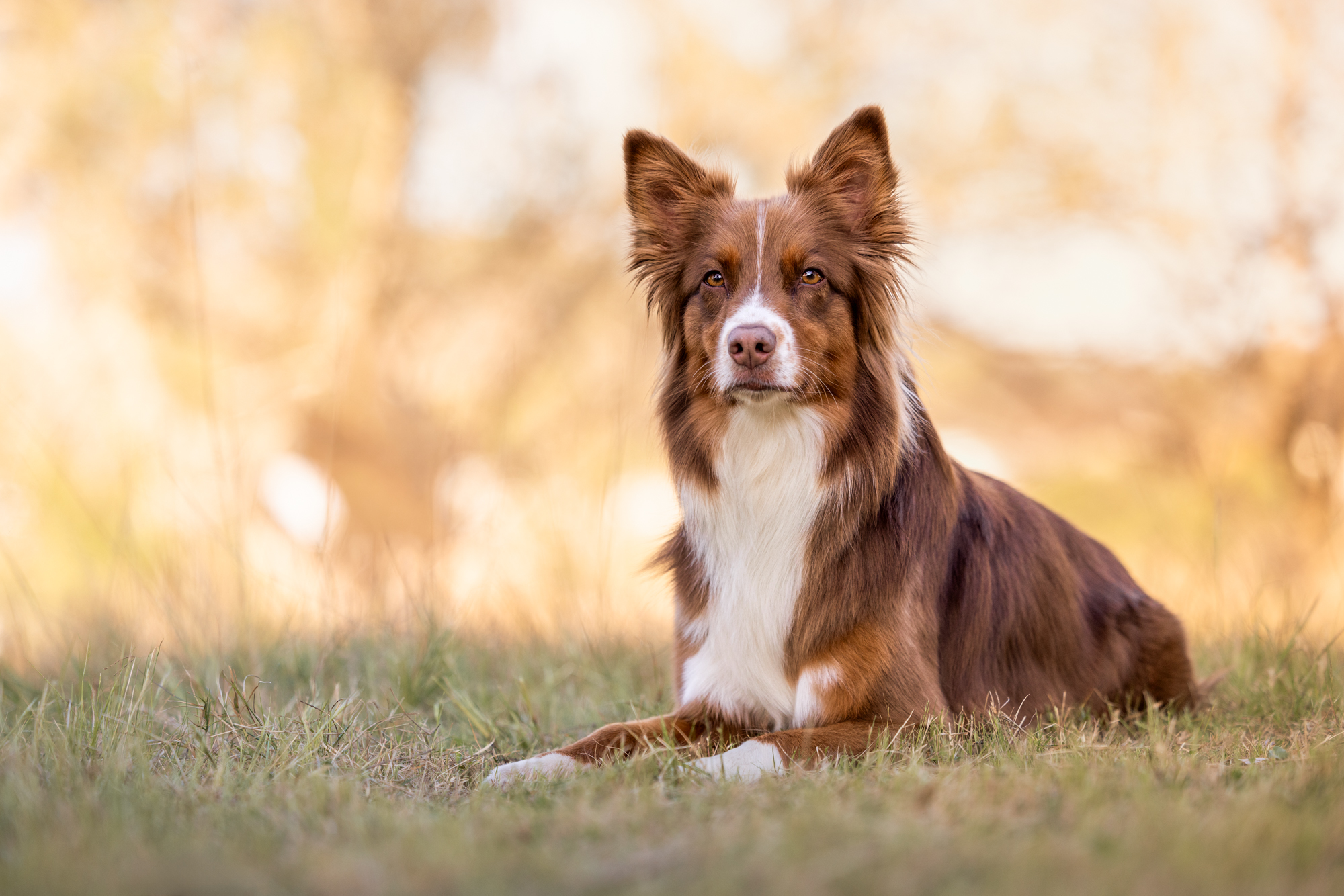 Wollongong outdoor Border Collie pet photographer