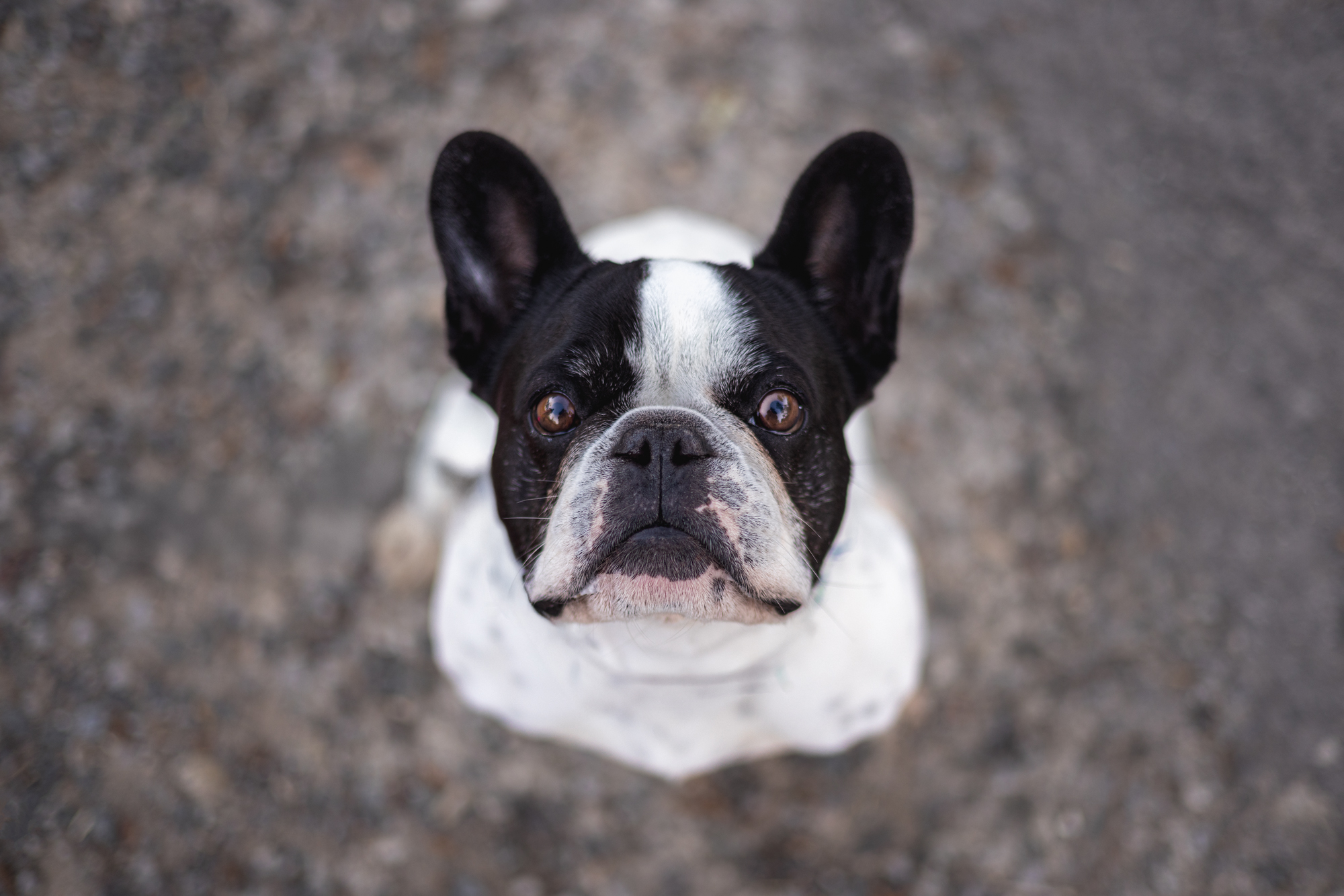 Sydney Groodle outdoor pet photographer