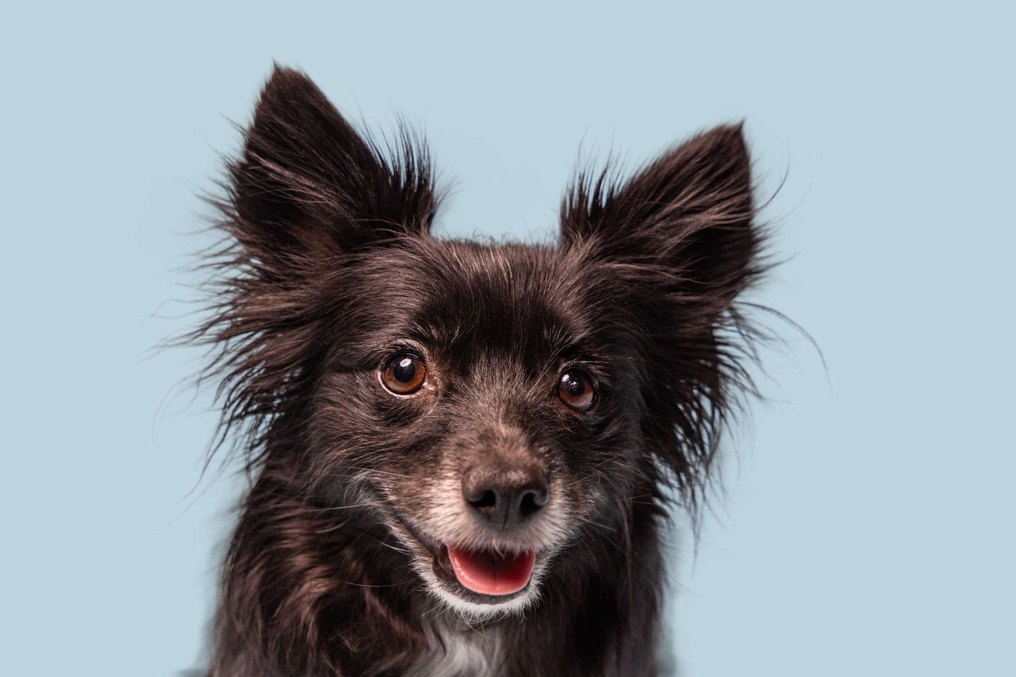 Campbelltown outdoor pet photography