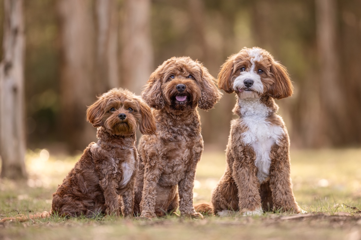 Cavoodle outdoor park Sydney pet photography
