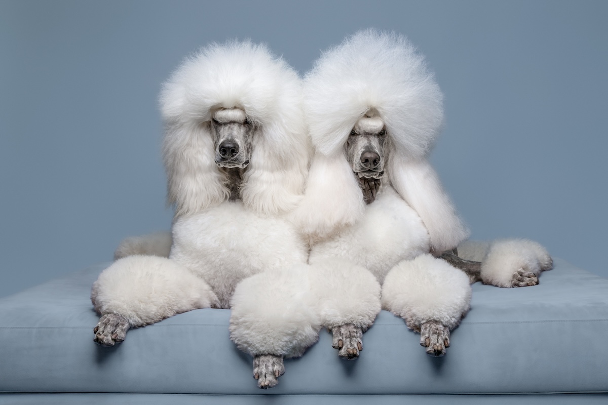 Poodle glamour Campbelltown pet photography