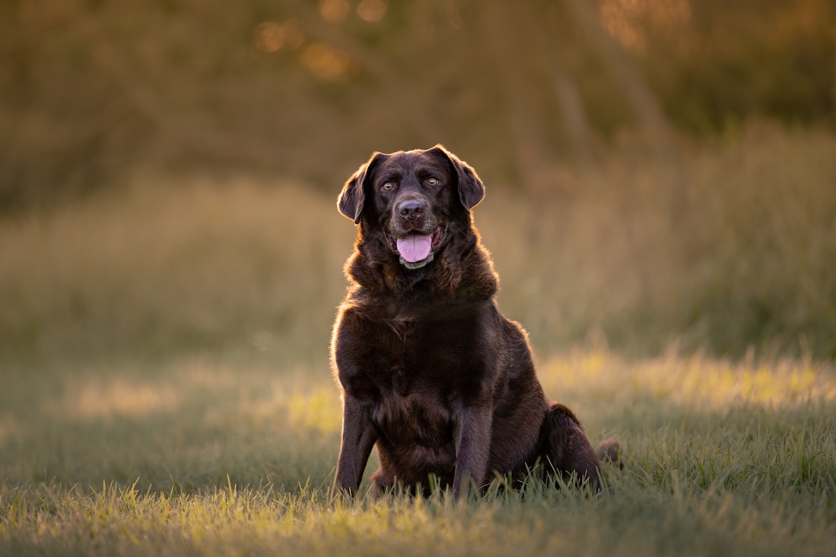 Labrador outdoor Wollongong pet photography