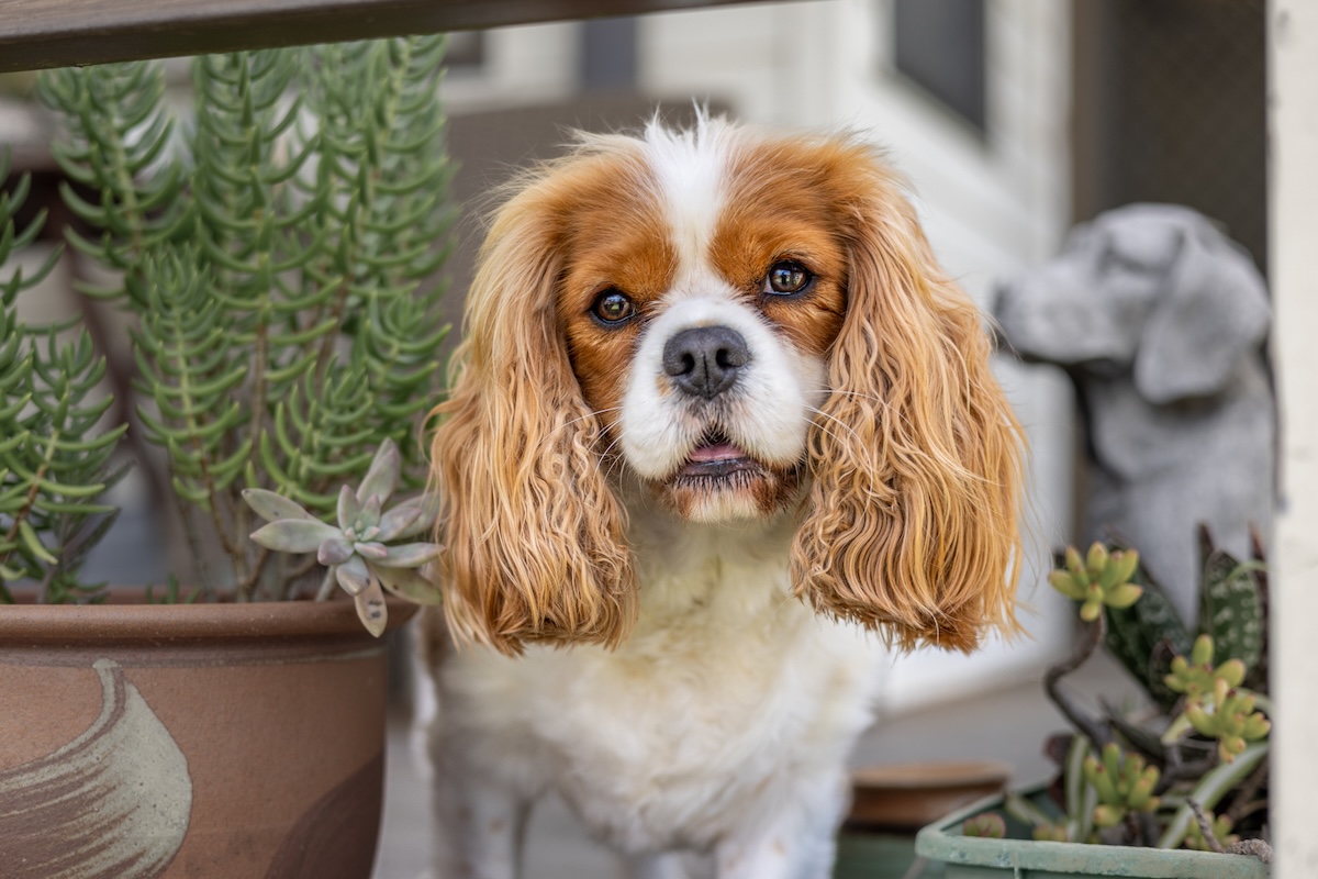 Cavalier King Charles dog Sydney in-home pet photography