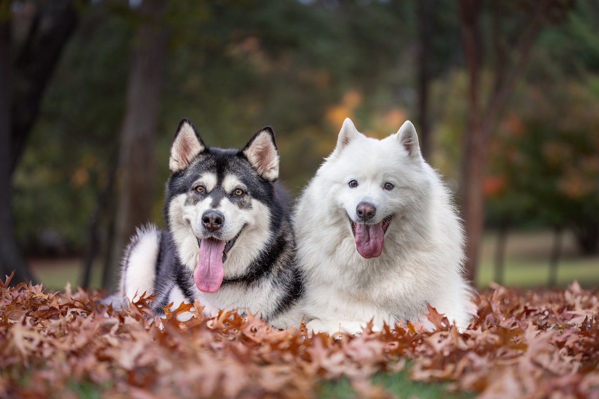 Samoyed and Malamute Wollongong pet photography