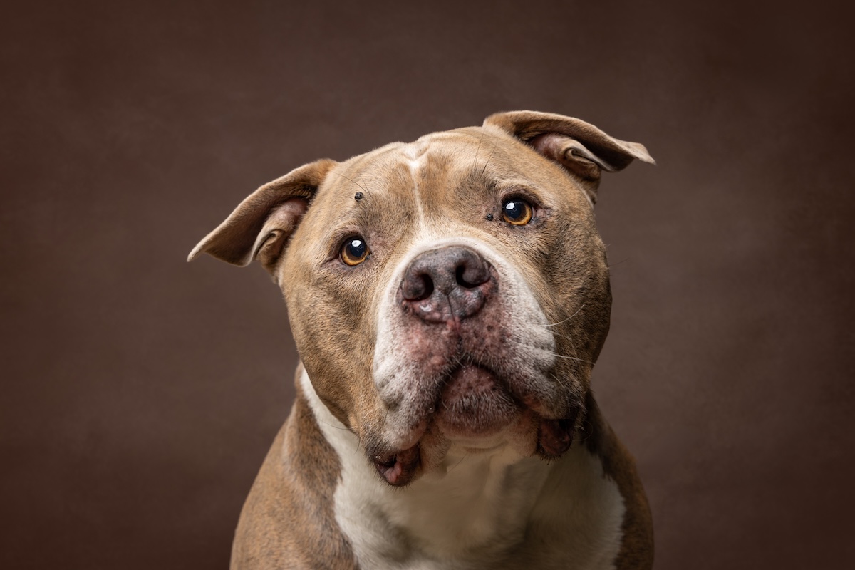 Amstaff South West Sydney studio pet photography