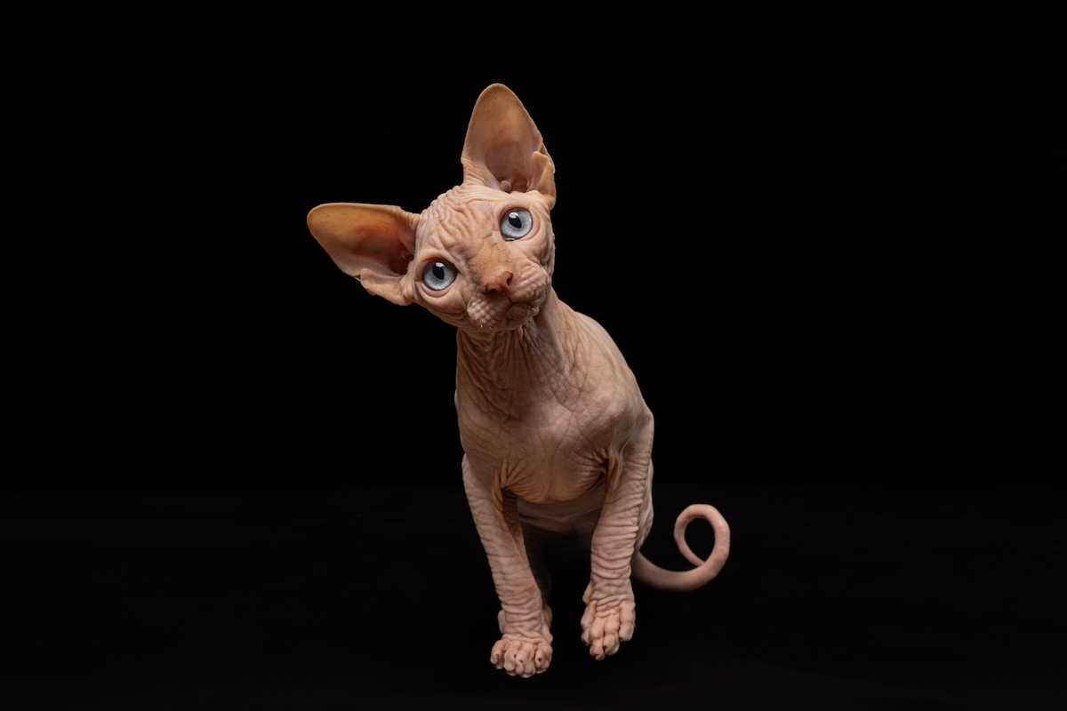 Sphynx cat Sydney studio pet photography