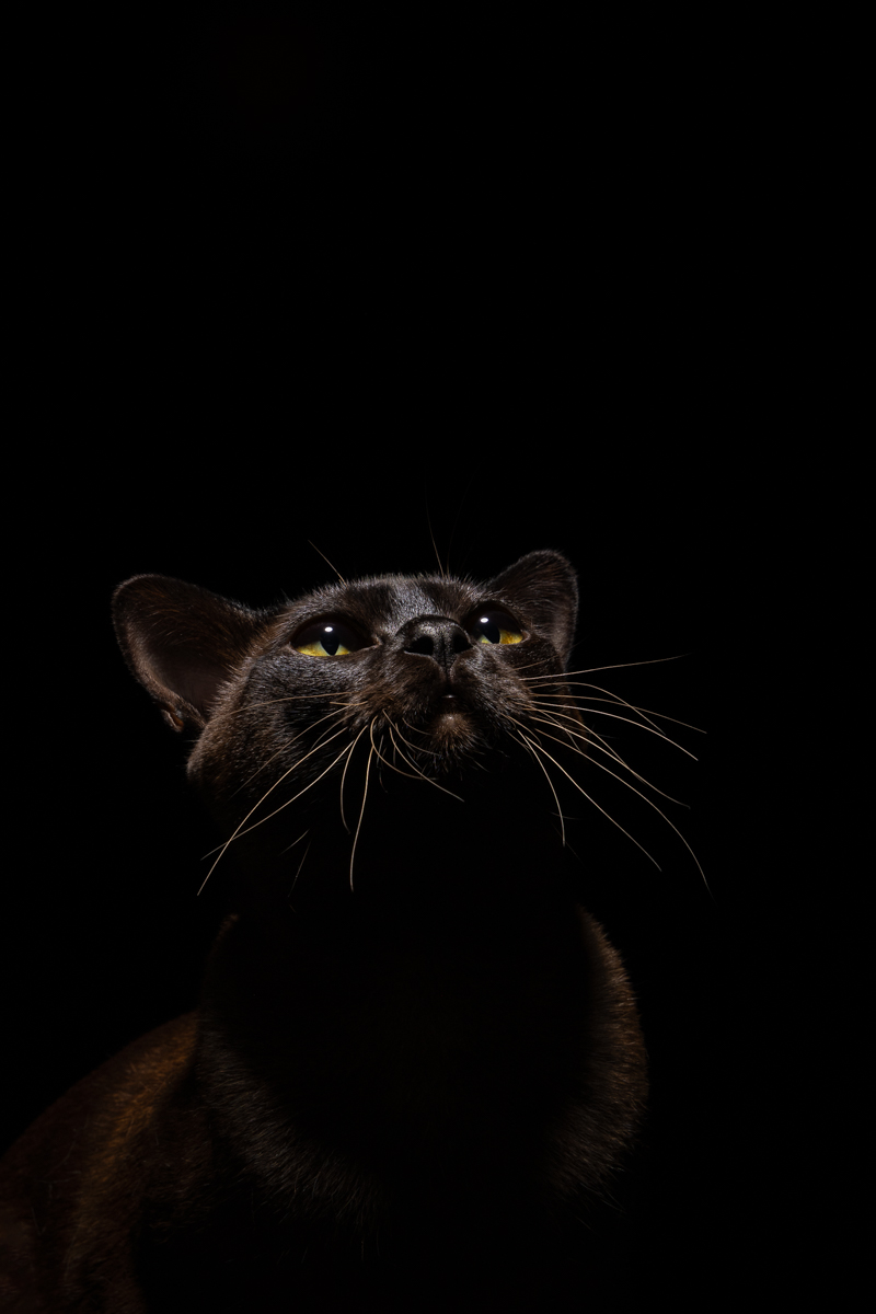 Dark moody animal portrait Sydney photographer