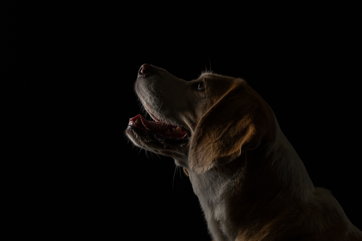 Dark dramatic pet photography Sydney studio