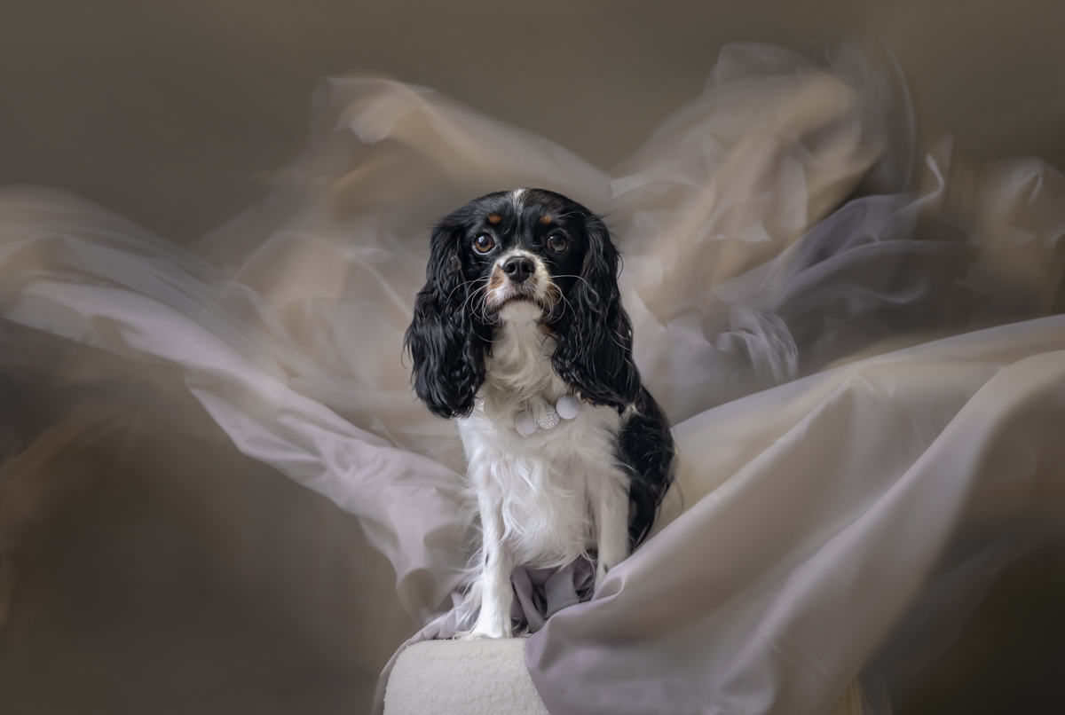 Moody studio pet portrait South West Sydney