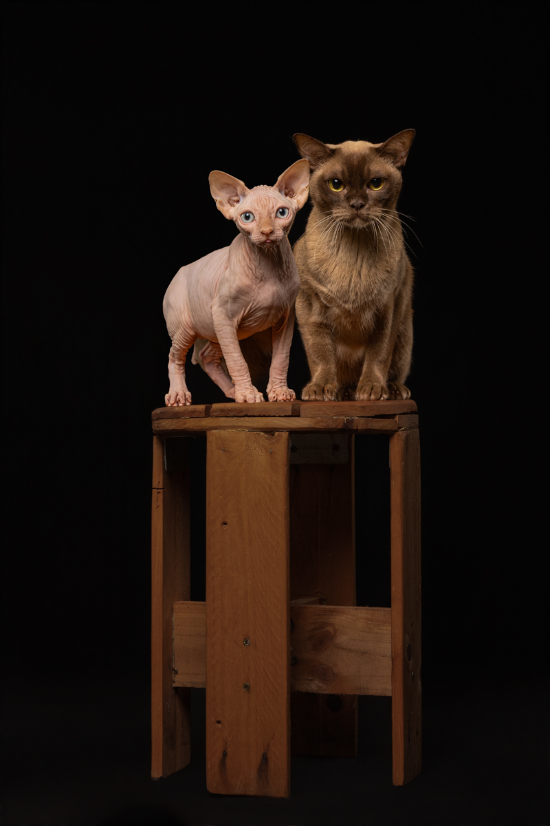 Moody pet photography Campbelltown studio