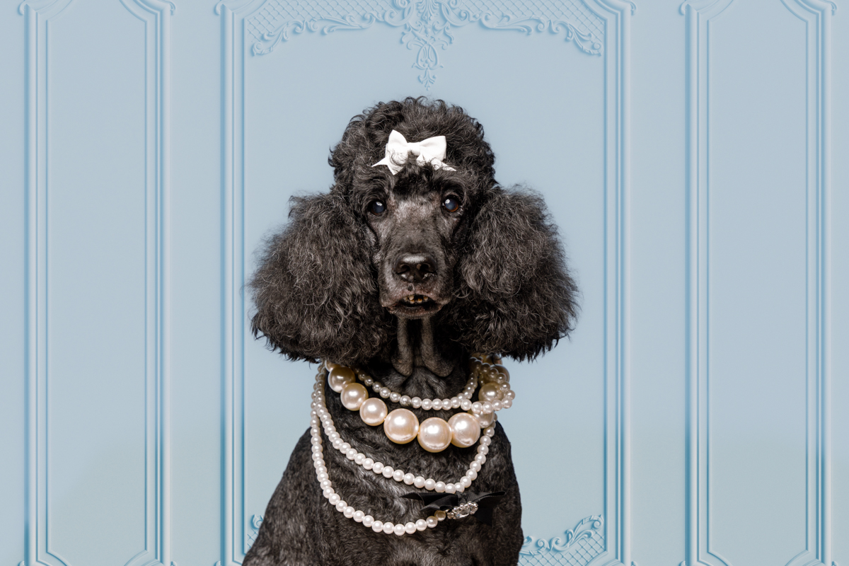 Dark moody studio pet photography Sydney