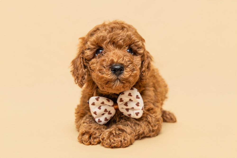 Red Cavoodle puppy lying down with heart bow tie - professional puppy photography Sydney