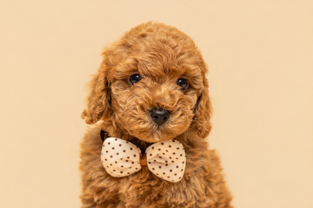 Alt: Red Cavoodle puppy with polka dot bow tie - studio puppy portrait Sydney