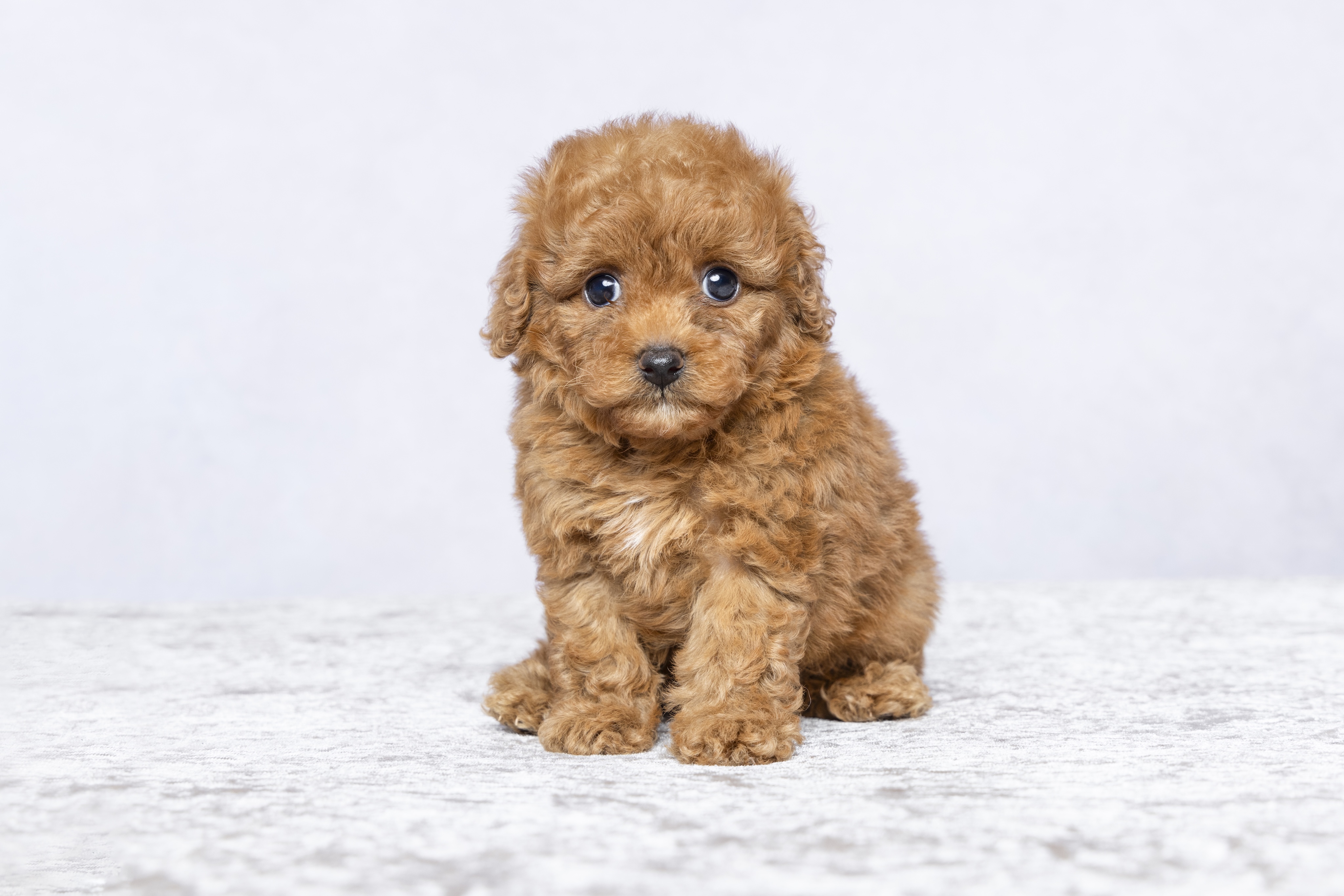 Individual Cavoodle puppy portrait breeder photography Sydney