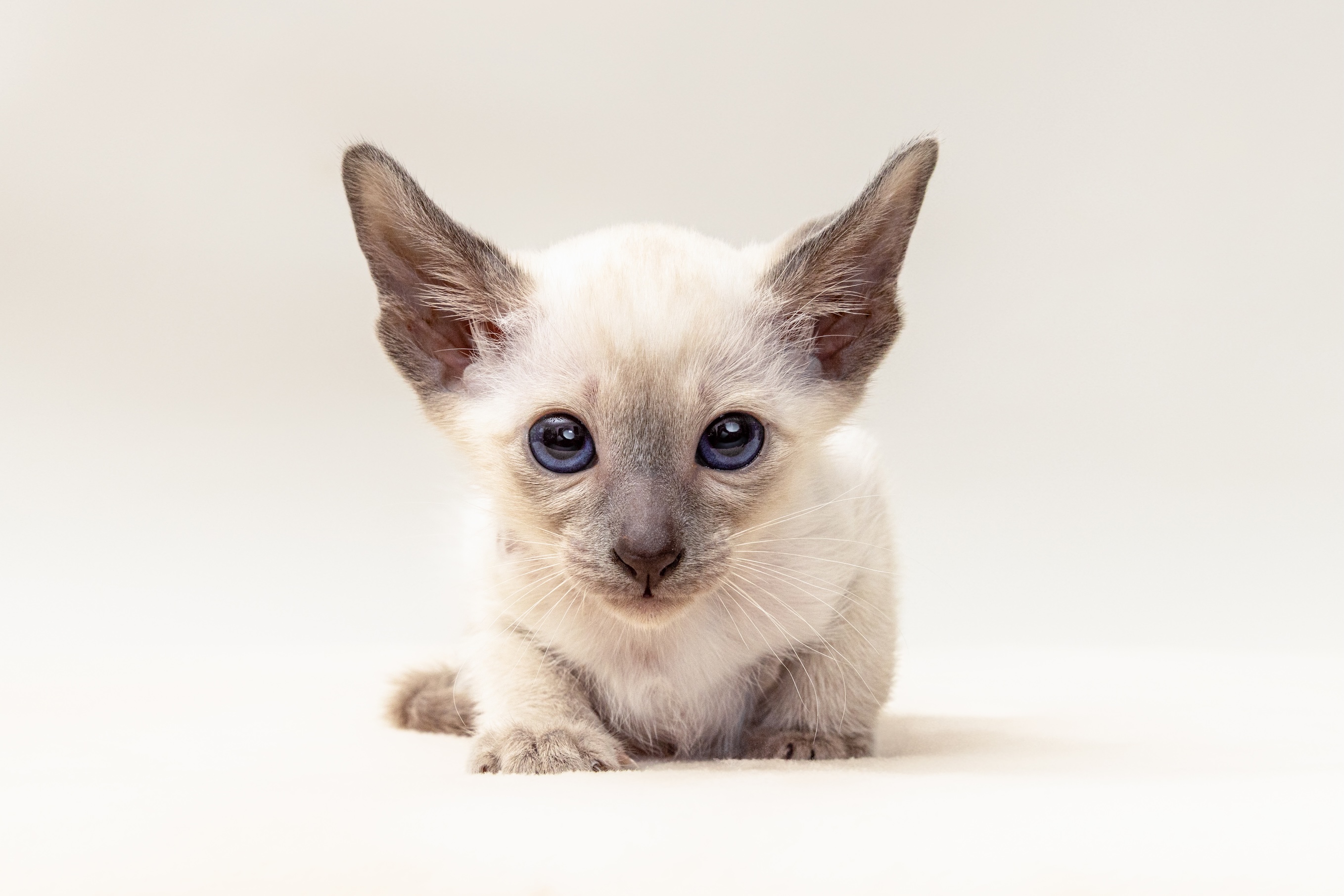 Siamese kitten breeder photography Sydney